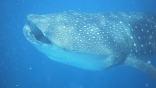 Whale Shark