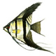 angelfish2's Avatar