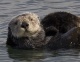 Sea-Otter's Avatar