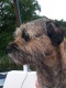 Border Terrier's Avatar