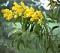 Golden Wattle's Avatar