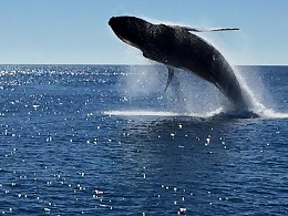 Click image for larger version

Name:	whale1.jpg
Views:	479
Size:	78.7 KB
ID:	110059