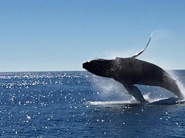 Click image for larger version

Name:	whale2.jpg
Views:	571
Size:	54.5 KB
ID:	110060