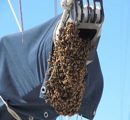 Click image for larger version

Name:	Bee Swarm 2s.jpg
Views:	674
Size:	432.8 KB
ID:	131677