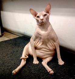 Click image for larger version

Name:	fat-bald-sphynx-cat-jobi-cat-photos1.jpg.pagespeed.ce.NjEi7-5cco.jpg
Views:	491
Size:	48.8 KB
ID:	132126