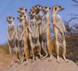 Click image for larger version

Name:	meercats.jpg
Views:	119
Size:	21.7 KB
ID:	15600