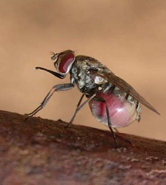 Click image for larger version

Name:	Stable Fly.jpg
Views:	92
Size:	17.2 KB
ID:	174821