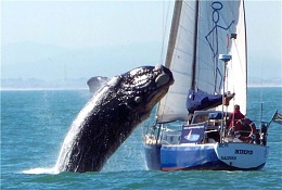 Click image for larger version

Name:	whale intrepid 1.jpg
Views:	1202
Size:	37.3 KB
ID:	17872