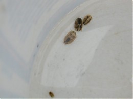 Click image for larger version

Name:	seapillbugs.JPG
Views:	203
Size:	55.9 KB
ID:	2033