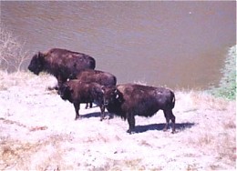 Click image for larger version

Name:	Buffalo.jpg
Views:	708
Size:	33.6 KB
ID:	2334