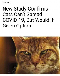 Click image for larger version

Name:	Cats and Covid.jpg
Views:	194
Size:	34.3 KB
ID:	242317