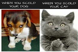 Click image for larger version

Name:	Scold dog vs cat.jpg
Views:	286
Size:	27.2 KB
ID:	242318