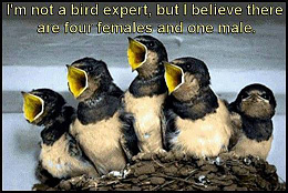 Click image for larger version

Name:	Bird Expert.jpg
Views:	221
Size:	47.7 KB
ID:	245848