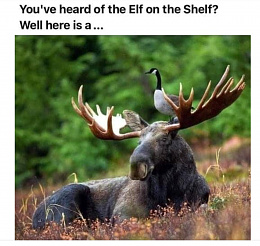 Click image for larger version

Name:	goose on a moose.jpg
Views:	259
Size:	373.5 KB
ID:	249522