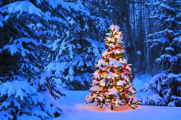 Click image for larger version

Name:	Christmas-Tree-Carson-Ganci.jpg
Views:	119
Size:	484.8 KB
ID:	250276