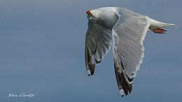 Click image for larger version

Name:	Gull party.jpg
Views:	80
Size:	35.9 KB
ID:	257193