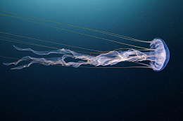 Click image for larger version

Name:	Sea Nettle.jpg
Views:	41
Size:	346.7 KB
ID:	260549