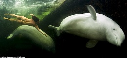 Click image for larger version

Name:	beluga.jpg
Views:	369
Size:	69.5 KB
ID:	28595