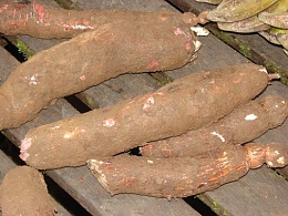Click image for larger version

Name:	manioc-root.jpg
Views:	1025
Size:	85.1 KB
ID:	38651
