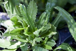 Click image for larger version

Name:	mexican-coriander.jpg
Views:	570
Size:	168.2 KB
ID:	38652
