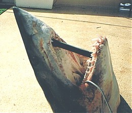 Click image for larger version

Name:	shark_head_01.jpg
Views:	238
Size:	45.1 KB
ID:	4188