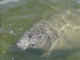 Click image for larger version

Name:	WW Manatee003.jpg
Views:	803
Size:	286.0 KB
ID:	4629