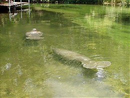 Click image for larger version

Name:	WW Manatee004.jpg
Views:	488
Size:	429.2 KB
ID:	4632