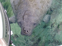 Click image for larger version

Name:	WW Manatee014.jpg
Views:	1016
Size:	374.3 KB
ID:	4633