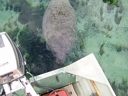 Click image for larger version

Name:	WW Manatee015.jpg
Views:	601
Size:	506.8 KB
ID:	9460