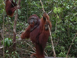 Click image for larger version

Name:	Orangutan-Named-Win---Kumai.jpg
Views:	481
Size:	100.5 KB
ID:	9647