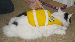 Click image for larger version

Name:	Cat LifeJacket SERF 6634.JPG
Views:	203
Size:	35.6 KB
ID:	99605