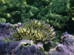 Pretty coral at Great Barrier Reef