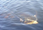 Pike Catching Smaller Pike