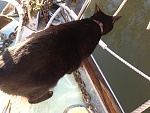 Boat cat checking the lines.