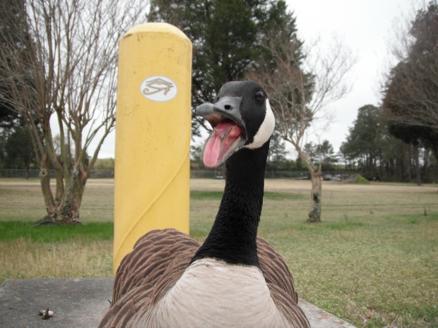 Deep Creek lock tolltaker