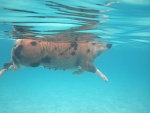 bahamian sea pig