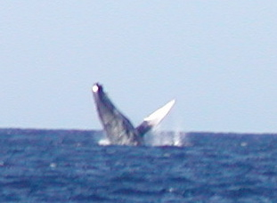 Whale breaching