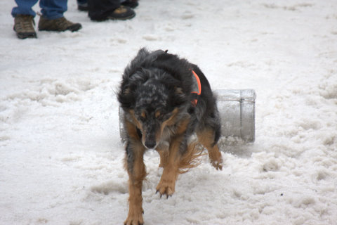 Aleutia digging during K9 Keg Pull competition, Sandpoint, Idaho.  He took 5th place out of 75 dogs in the 45-75 pound class.  He weighs 55.