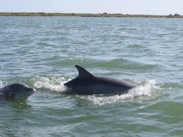 Porpoises.