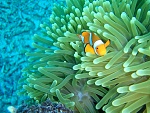 Nemo on the Great Barrier Reef