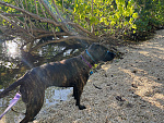 our boat dog