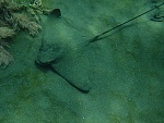 Bat Ray