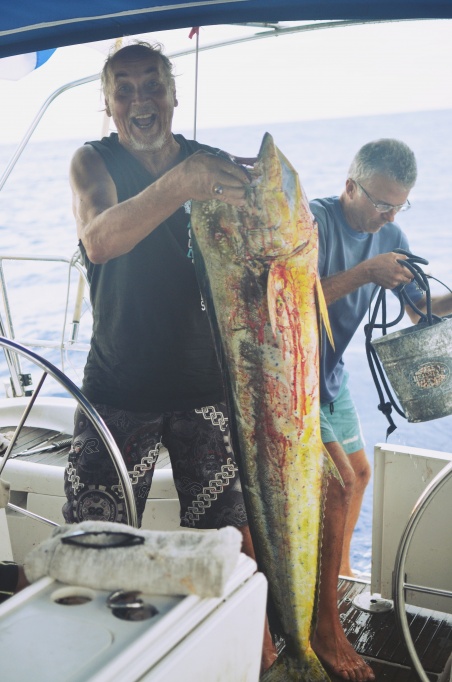 One big Mahi mahi