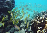 Fishies in Rarotonga