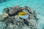 Fish. Cook Islands.