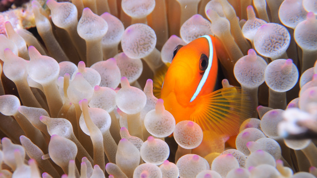 Tomato Anemonefish 3   Amphiprion frenatus

See more on: https://www.flickr.com/photos/pisciscolonia/