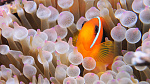 Tomato Anemonefish 3   Amphiprion frenatus 
 
See more on: https://www.flickr.com/photos/pisciscolonia/