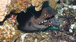 Giant moray with banded cleaner shrimp  Gymnothorax javanicus with Stenopus hispidus 4 
 
See more on: https://www.flickr.com/photos/pisciscolonia/