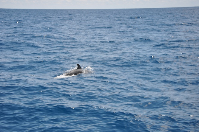 Dolphins near Isla Mujeres