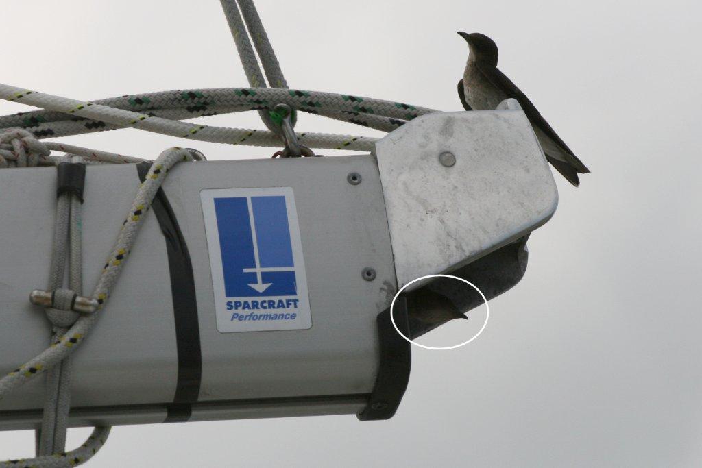 Panama Canal hitchhikers